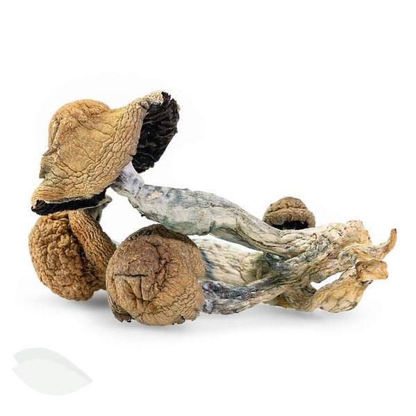 Golden Teacher Magic Mushrooms