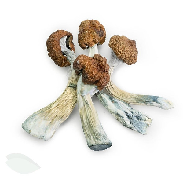 Amazonian Magic Mushrooms