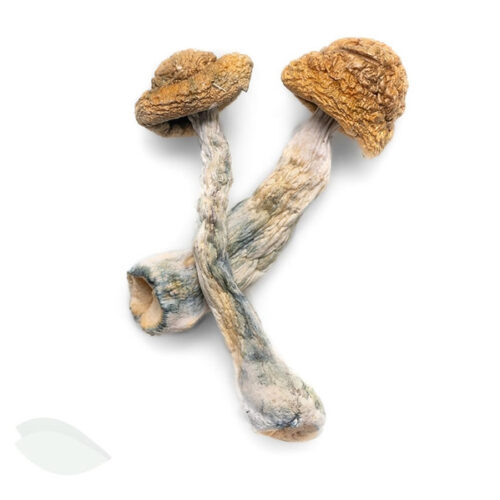 BUY Jedi Mind Fuck Magic Mushrooms