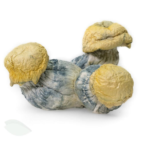 BUY Blue Smurf Magic Mushrooms
