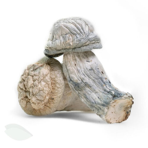 BUY Lucid Gates Magic Mushrooms