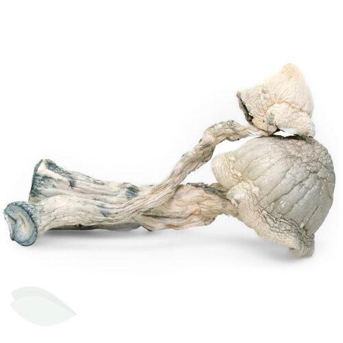 BUY Avery Albino Magic Mushrooms